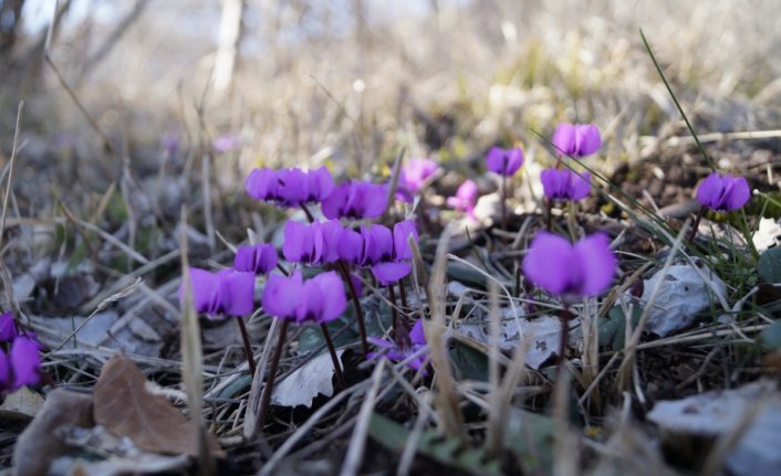 Başçiftlik ilçesinde menekşeler çiçek açtı
