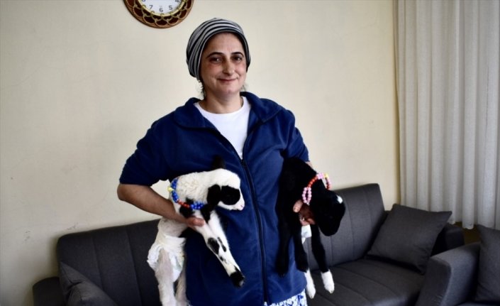 Bir haftalık kuzular “Pamuk“ ve “Ceylan“ı evde anne şefkatiyle büyütüyor