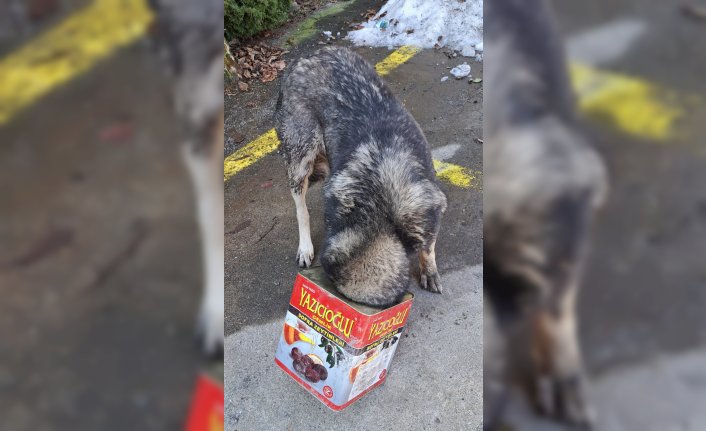 Bolu'da başı tenekeye sıkışan köpeği itfaiye kurtardı