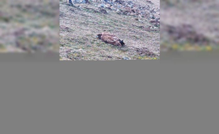 Bolu'da yaralı şahin tedavi altına alındı