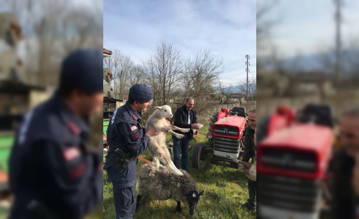 Düzce’de koyunlarını kaybeden besicinin yardımına jandarma yetişti