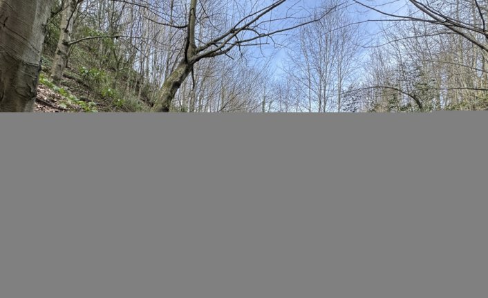 Düzce'de şubat ayında bahar havası doğada değerlendirildi