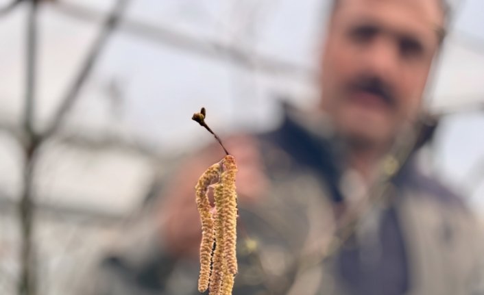 Fındık tanelerinin içi sıcak geçen kış nedeniyle boş kalabilir