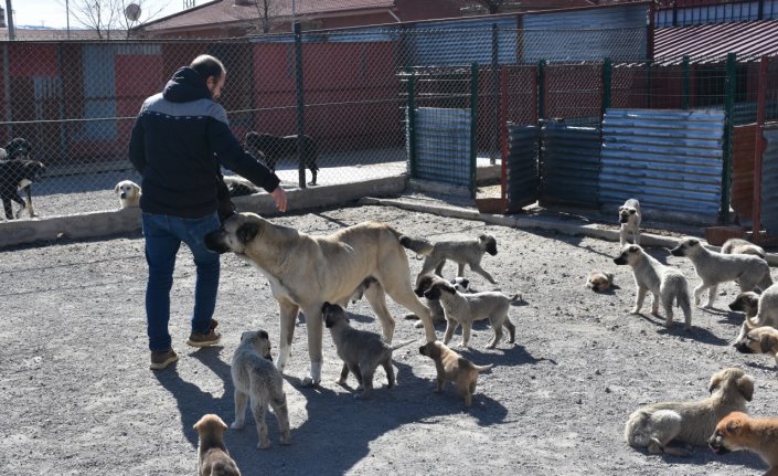 “Garip“ kendininkilerle birlikte 30 köpek yavrusunu besliyor