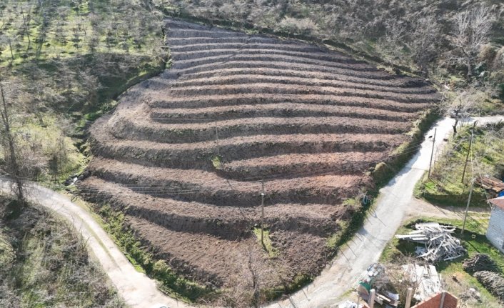 Giresun'da 3 yılda 158 dekar fındık bahçesi yenilendi