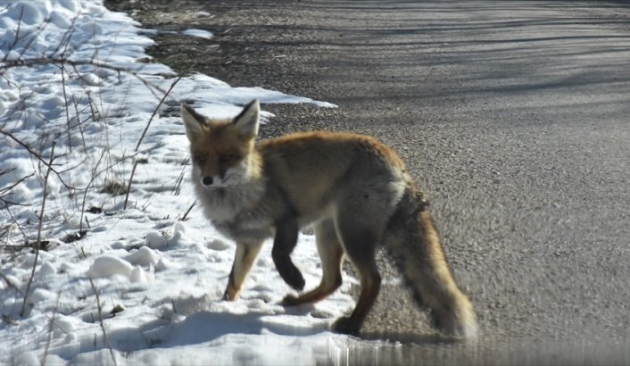 Gümüşhane'de aç kalan tilki yerleşim yerine indi