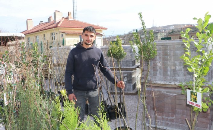 Havza'da meyve ve ağaç fidanları satışa çıktı