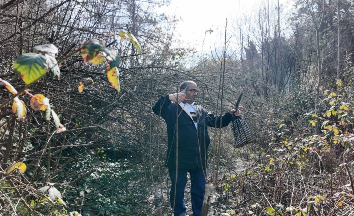 Karabük'te emekli imamın aşıladığı yabani ağaçlar meyve veriyor