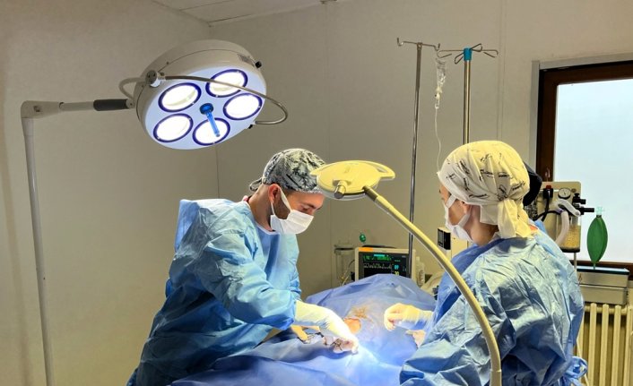 Kastamonu'da köpeğin idrar kesesindeki taşlar ameliyatla alındı