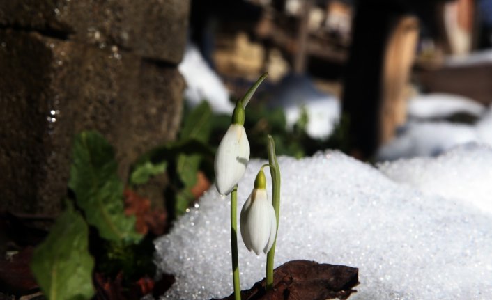 Küre Dağları'nda kardelenler açmaya başladı