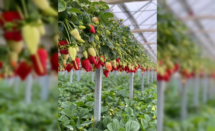 Paladyum Tarım, topraksız tarım alanındaki yatırımlarını sürdürüyor