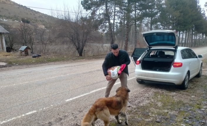 Sahipsiz hayvanların yiyecek ihtiyacı için sokak sokak dolaşıyor