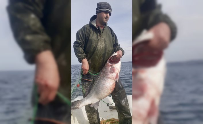 Sinop'ta bir balıkçının ağına 15 kilogramlık levrek takıldı