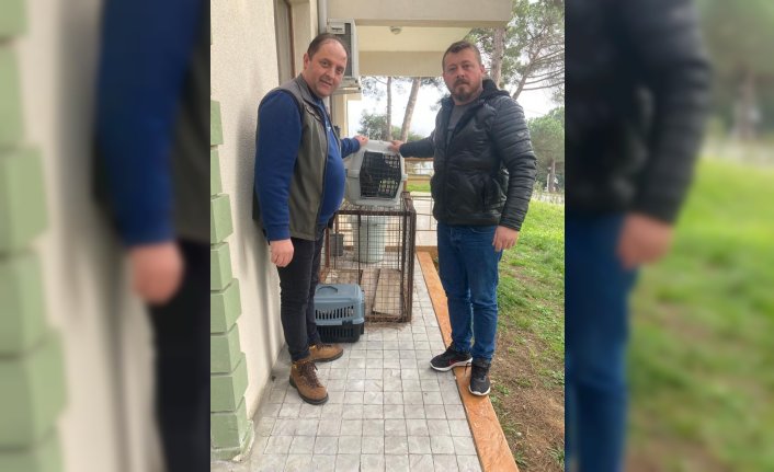 Sinop'ta yaralı atmaca koruma altına alındı