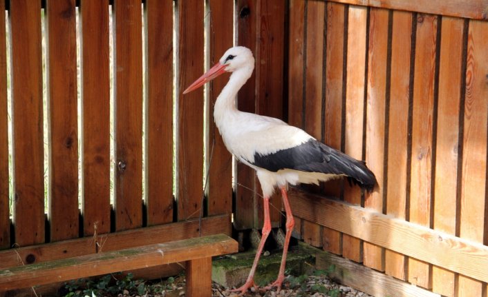 Sinop'taki merkezde bir yılda 208 yaban hayvanı tedavi edildi