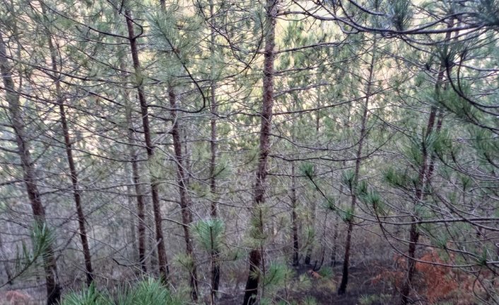 Sinop'un Gerze ilçesinde çıkan örtü yangını büyümeden söndürüldü