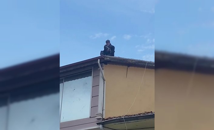 Tokat'ta ipe takılan güvercini vatandaş kurtardı