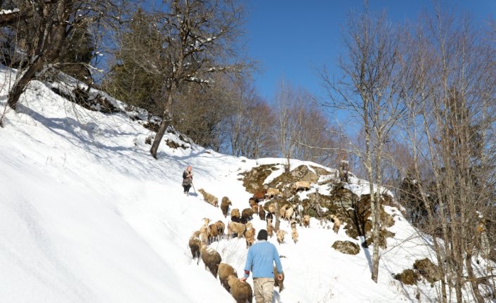 “Türkiye'nin Heidi'si“ Hamdu Sena'nın gelecekteki hedefi Tarım Bakanı olmak