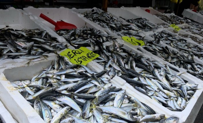 Zonguldak'ta balık tezgahlarında istavrit bolluğu yaşanıyor