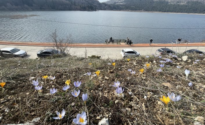 Abant, çiçek açan mor ve sarı çiğdemlerle renklendi