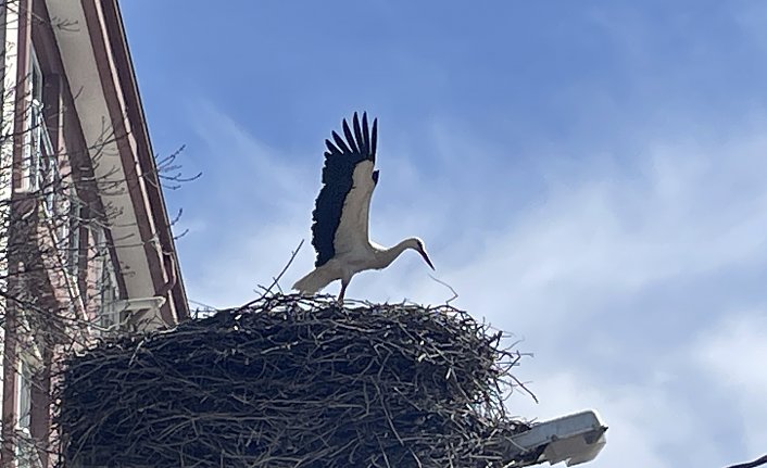 “Baharın müjdecisi“ leylekler, Bolu'ya gelmeye başladı