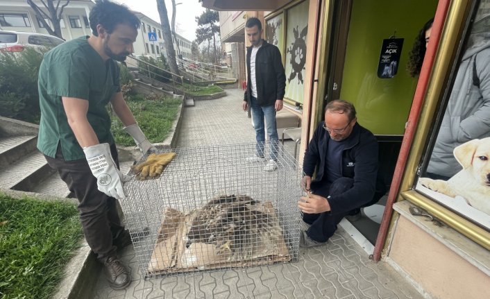 Bolu'da kanadı ampute edilen şah kartal Sakarya'da yeni yuvasına kavuştu