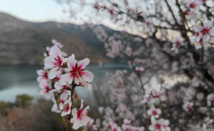 Çorum'da ceviz üreticileri zirai dondan tedirgin