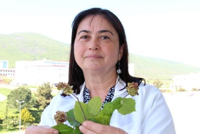 Fındık bahçelerinde kozalak akarlarıyla mücadele dönemi