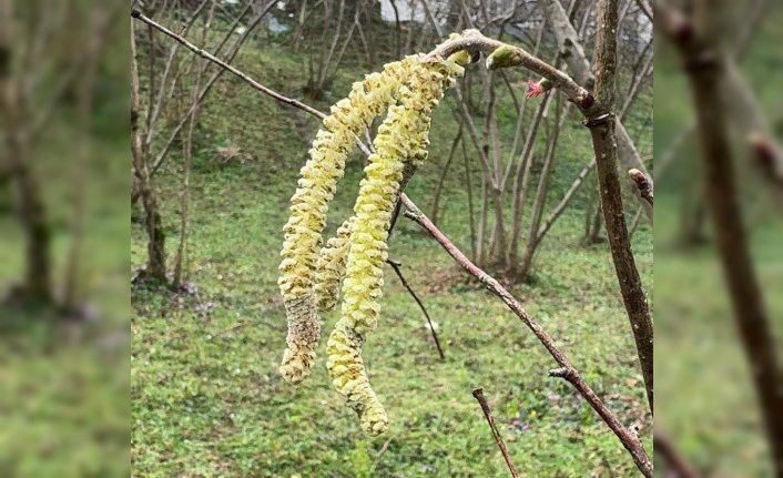 Fındık üreticilerine “tarım sigortası yaptırın“ çağrısı