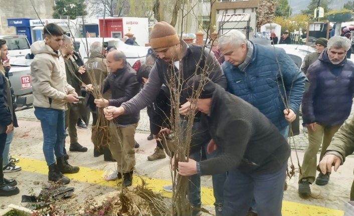 Gerze'de vatandaşlara fidan dağıtıldı