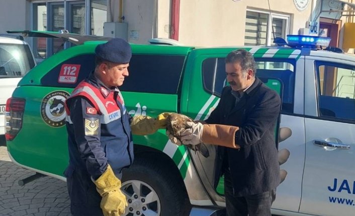 Giresun'da jandarma görevlilerinin bulduğu şahin koruma altına alındı