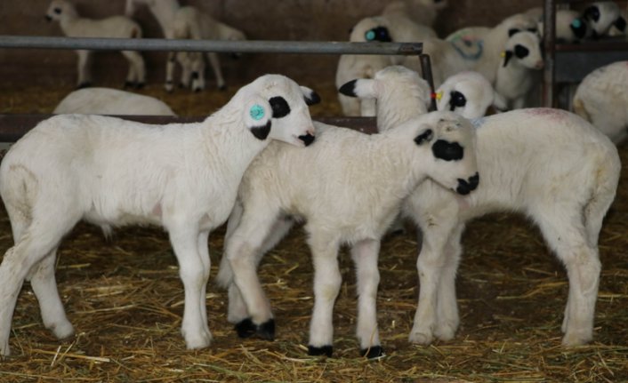 Gökhöyük Tarım İşletmesinde kuzu sezonu bereketli geçiyor