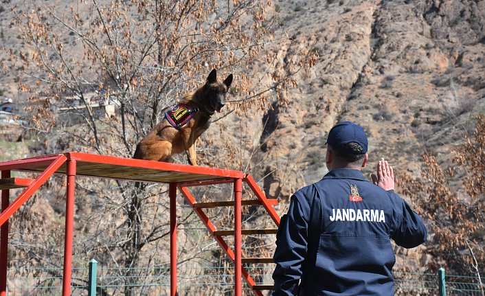 Gümüşhane'de jandarma operasyonlarında 5 dedektör köpekten faydalanılıyor