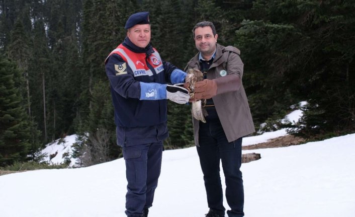 Ilgaz Dağı'na yem bırakıldı, tedavisi tamamlanan kızıl şahin doğaya salındı
