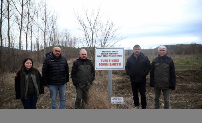 Kuraklığa dayanıklı Türk fındığı fidanları Kastamonu'da yetiştiriliyor