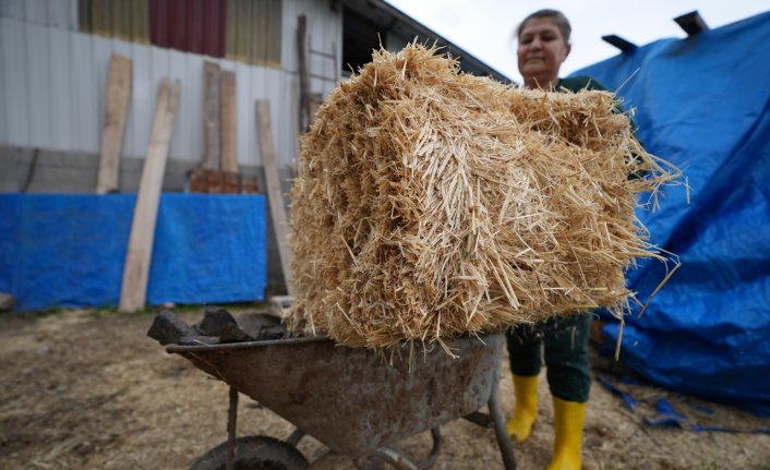 Şehir hayatından sıkılan kuaför kadın, köyünde tarım ve hayvancılığa başladı