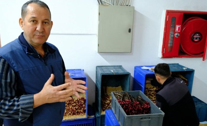 TOGÜ'de aşılı asma fidanı üretimine başlandı