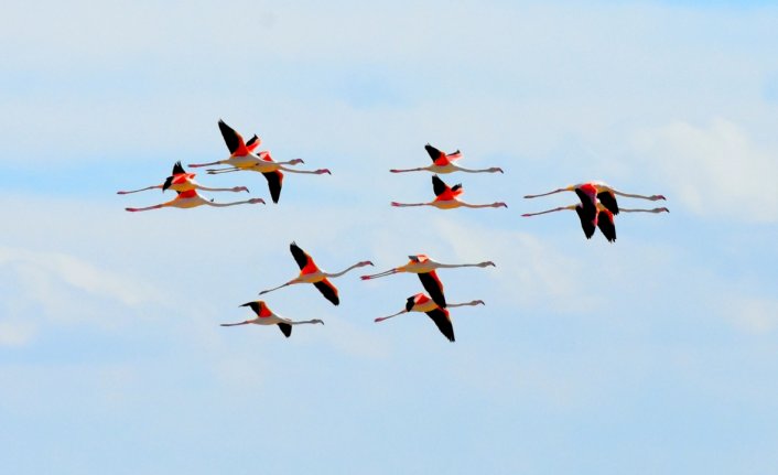 Tuz Gölü yazlıkçı flamingoları ağırlamaya başladı