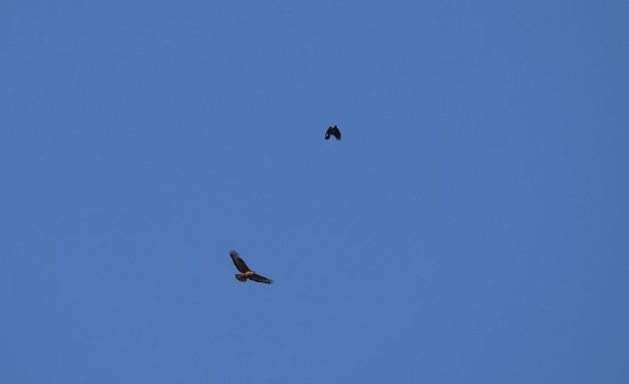 Ağrı Dağı'ndaki sulak alan Afrika'dan gelip mola veren kuşlarla hareketlendi