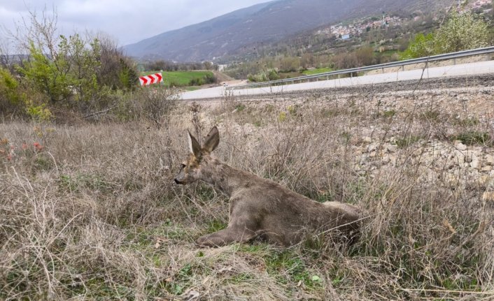 Amasya'da yaralı karaca koruma altına alındı