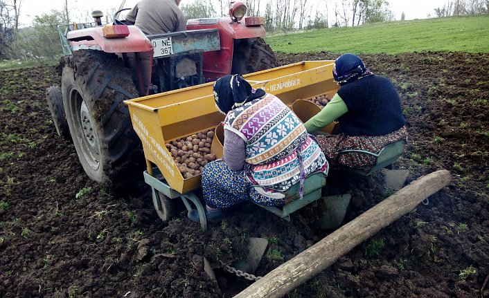 Başçiftlik ilçesinde patates ekimi başladı