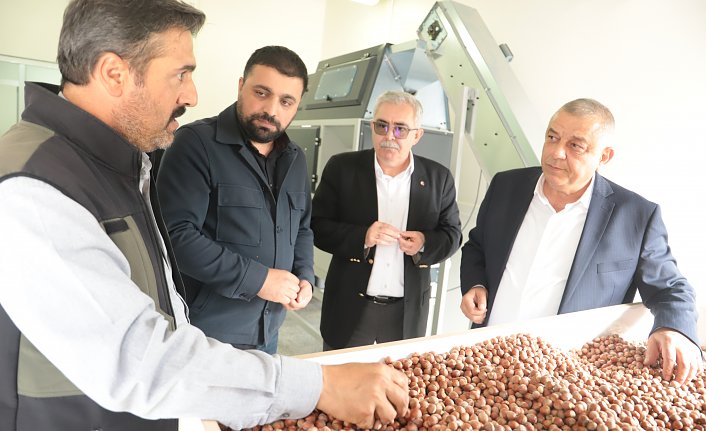 Düzce'de üreticiler, hasat ettiği fındığı model fabrikada işleyebilecek