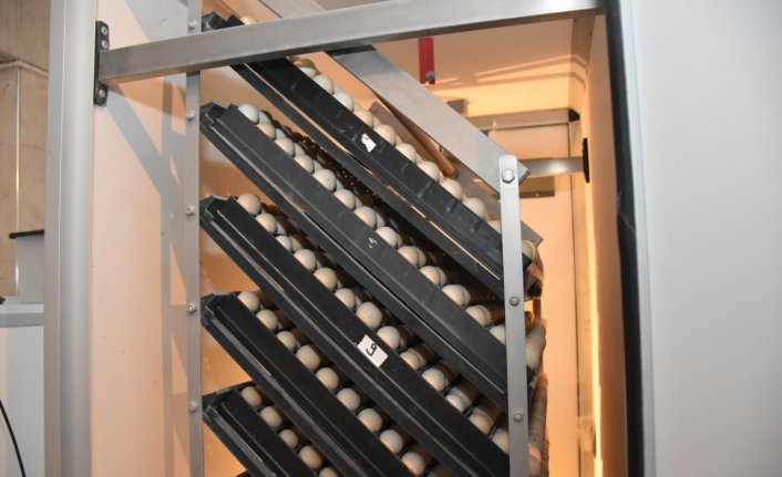 Gümüşhane'den 15 şehre keklik gönderilecek