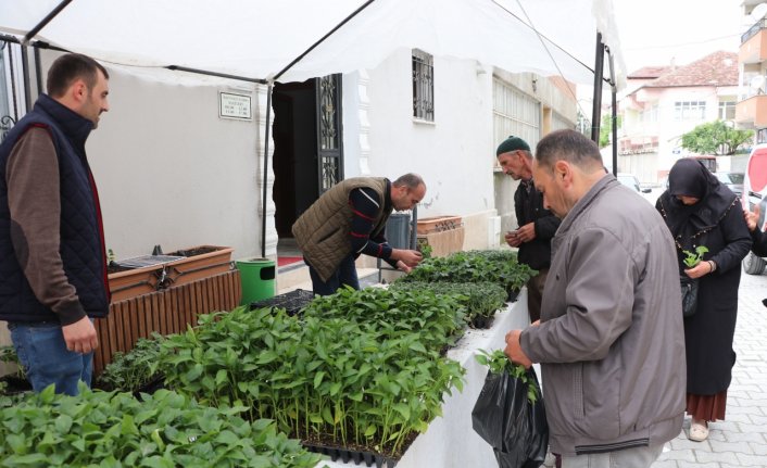 Havza Ziraat Odasında sebze fidesi satışları başladı