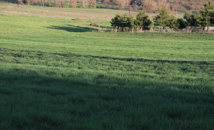 Karabük'te 195 bin dekar alana hububat ekildi
