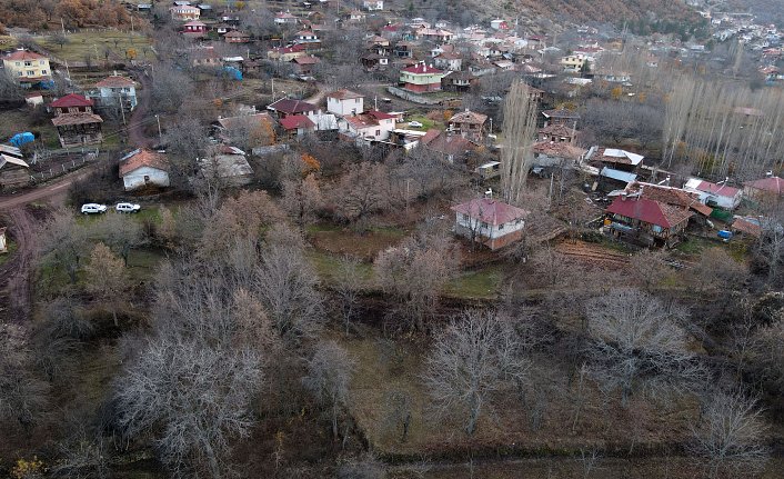 Kastamonu'daki asırlık Türk fındığı ağaçları koruma altına alındı