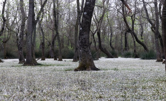 Kızılırmak Deltası'nda “su papatyaları“ açtı
