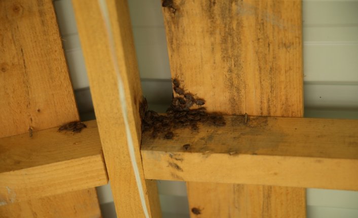 Ordu'da kahverengi kokarca zararlısına karşı fındık bahçeleri ilaçlanıyor