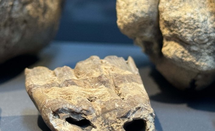 Samsun'da 14 yıl önce tesadüfen bulunan mamut fosilleri sergilenmeye başlandı