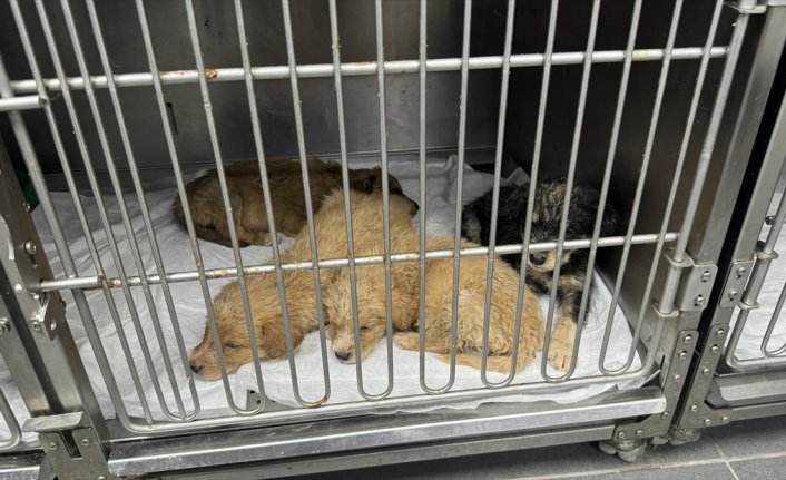 Silahla vurulmuş haldeyken doğum yapan köpek tedavi altına alındı